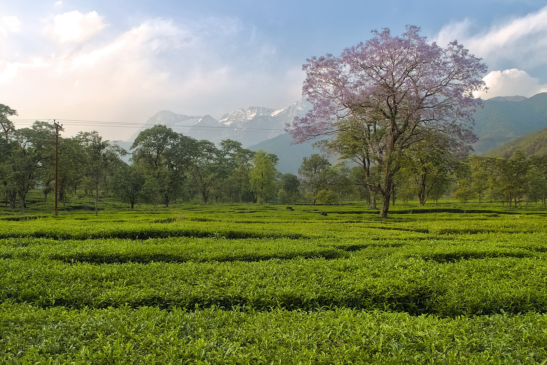 Palampur and the tea gardens